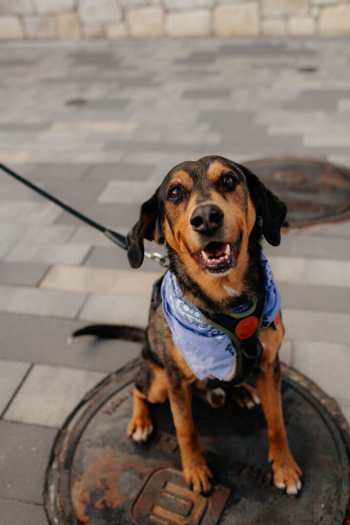 a couple includes their dog in their engagement photos at sugarhouse park in slc